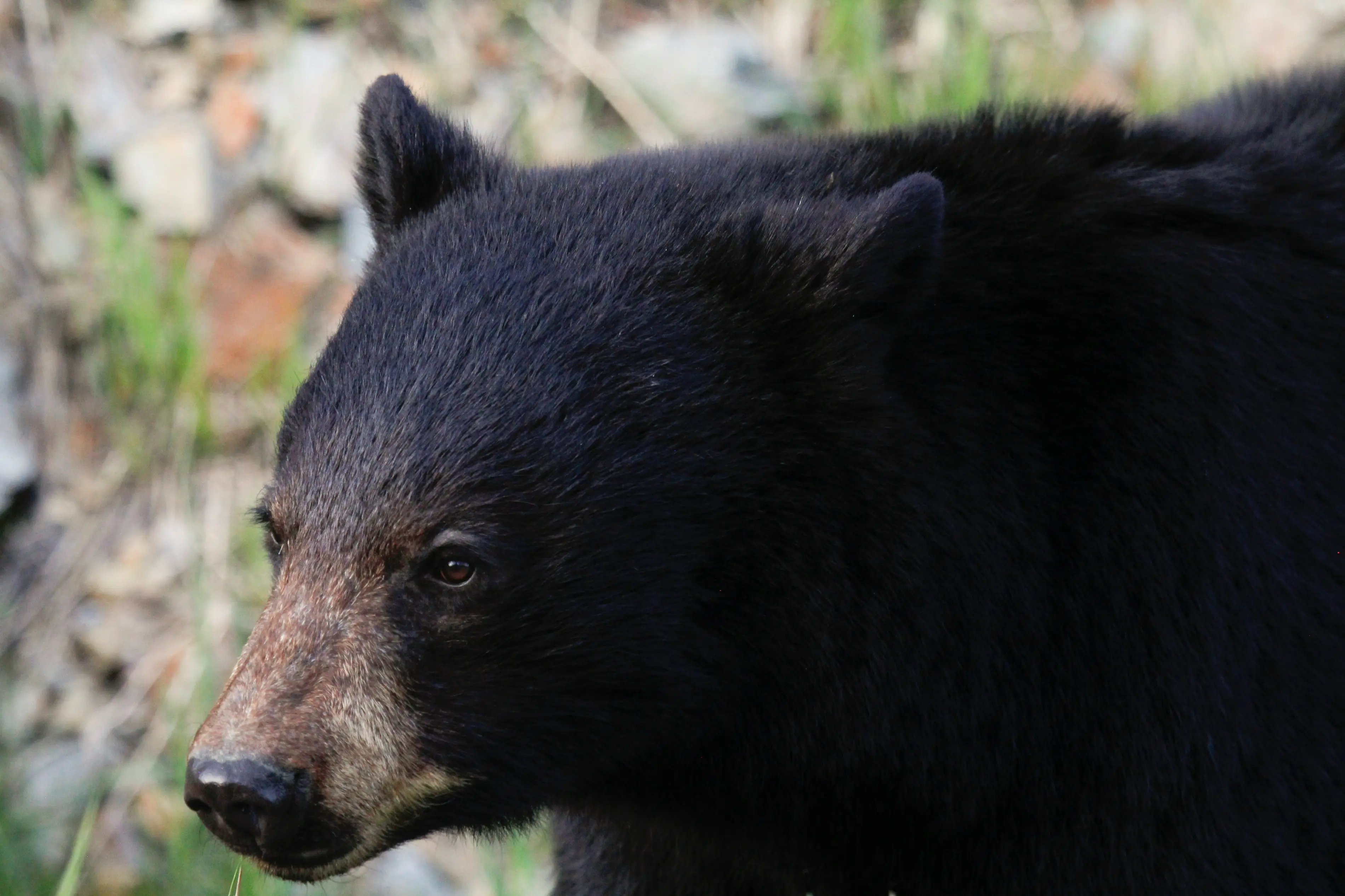 Morning with the Bears - Land Rover Scenic Excursion